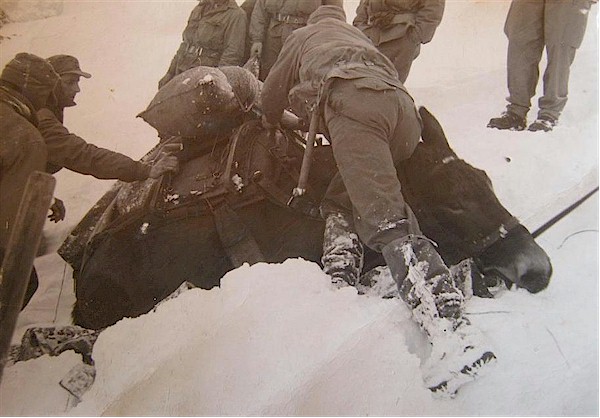 Mulo affondato nella neve